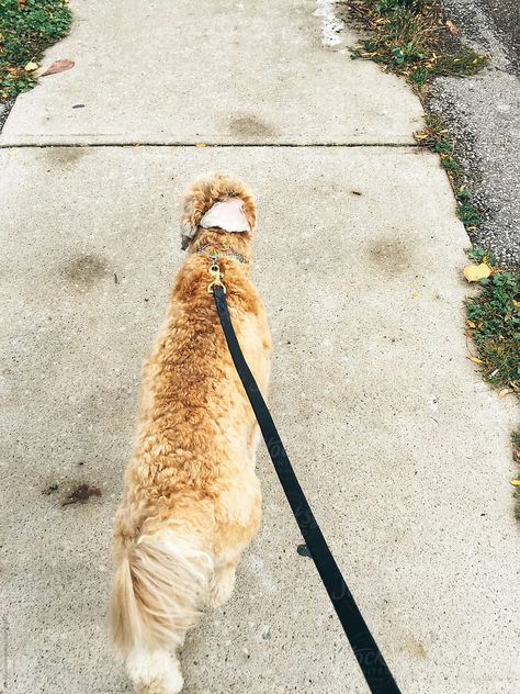 First Person View Of A Dog Walking On Leash Dog Walking, Walk On, A Dog, Design Elements, Walking, Portfolio, Dogs