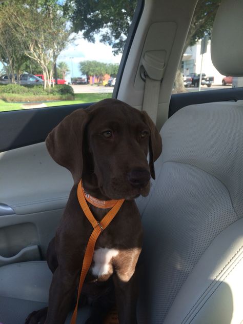 Calisi Brown, chocolate Great Dane 11 weeks old Friendswood Texas Chocolate Great Dane, Great Dane Brown, Trinity Aesthetic, Brown Great Dane, Friendswood Texas, Dream Puppy, Brown Puppies, Animal Mask, Mask Ideas