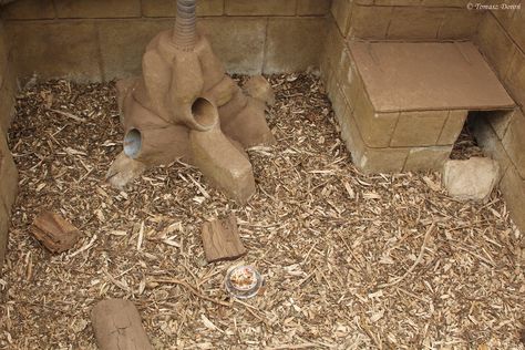 Lesser Screaming Hairy Armadillo enclosure - ZooChat Armadillo Enrichment, Scream