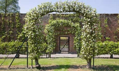 Trained fruit – in pictures Use an archway of trained apples to frame a path or entrance. Apple Espalier, Tree Archway, Espalier Fruit Trees, Tree Fence, Apple Garden, Colonial Garden, Pruning Fruit Trees, Flower Garden Plans, Garden Paradise