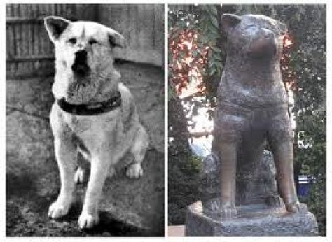 Hola a todo@s!!He querido traer a esta página la historia de un perro de raza Akita llamado Hachiko que conmovió a medio mundo. Muchos conoceréis la historia... Hachiko Dog, Hachiko A Dog's Story, Hachi A Dogs Tale, Hachiko Statue, A Dog's Tale, Akita Dog, Real Dog, Loyal Dogs, Dog Stories