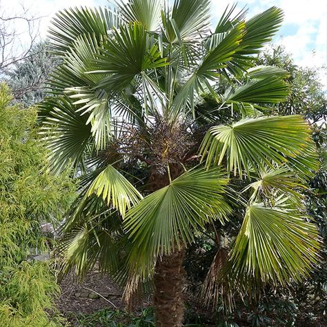 How to Grow and Care for Windmill Palm (Trachycarpus fortunei) Sago Palm Landscaping, Palm Landscaping, Palm Tree Care, Palm Tree Types, Livistona Chinensis, Chinese Fan Palm, Windmill Palm, Sago Palm Tree, Vancouver Special