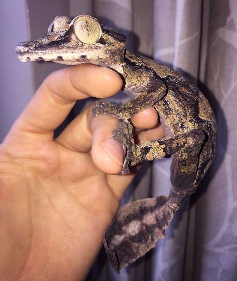 Leaf Tailed Gecko, Reptile Room, Beautiful Terrariums, Aquarium Stand, Cute Reptiles, Crested Gecko, Cat Reference, Leopard Gecko, Reptiles And Amphibians