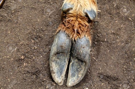 Deer Hoof, Anatomy Bones, Roe Deer, Falmouth, Body Reference, Creature Design, Art Director, Mammals, Elk