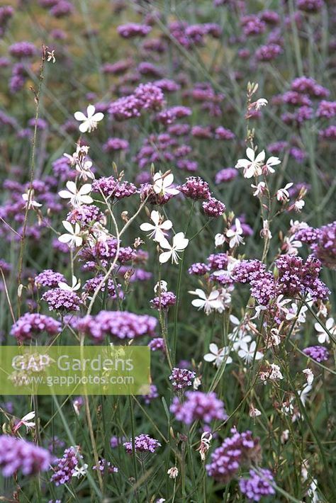 Verbena bonariensis and Gaura lindheimeri in October Verbena Bonariensis Combination, Gaura Plant, Verbena Bonariensis, Purple Flowers Garden, Sacred Garden, Lavender Garden, Plant Photography, Garden Journal, Mediterranean Garden