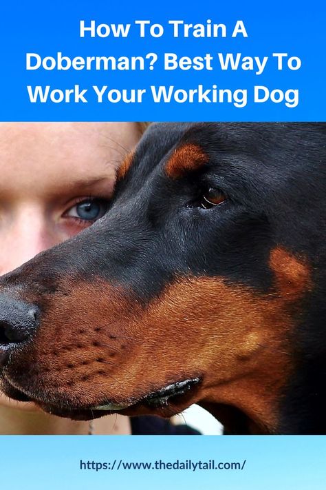 How To Train A Doberman? Best Way To Work Your Working Dog Doberman Pinscher Training, How To Train A Doberman Puppy, Doberman Puppy Training, Doberman Training, Doberman Pinscher Puppy, Doberman Love, Doberman Puppy, Working Dog, Dog Exercise