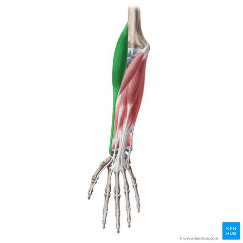 Brachioradialis Muscle, Femoral Nerve, Sagittal Plane, Radial Nerve, Biceps Brachii, Forearm Muscles, Muscle Anatomy, Jpeg Images, Shoulder Pain