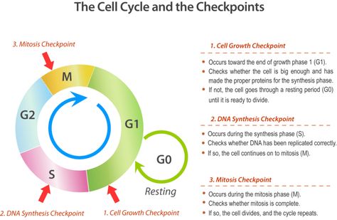 7.4: Cell Cycle Checkpoints - Biology LibreTexts Cardiac Muscle Cell, Number Sentences, Prokaryotic Cell, Cell Parts, Embryonic Development, Rational Expressions, Eukaryotic Cell, Teaching Counting, Abnormal Cells