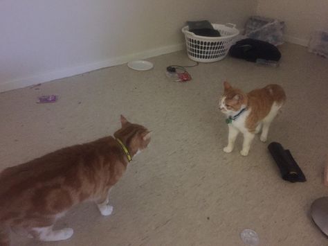 When Our newly adopted cat Brutus(cat on the left) and Zidane(on the right) run into each other they just stare... Staring At Each Other, Two Animals, Cat Makeup Halloween, Tattoo Cat, Two Cats, Cats Funny, Cat Makeup, Cath Kidston, About Cats