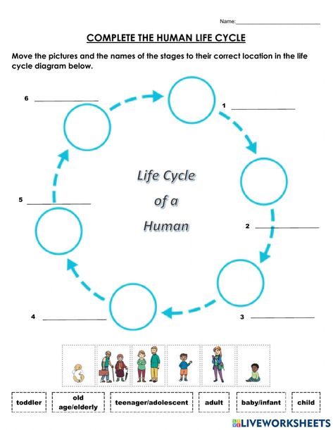 Human Life Cycle For Kids, Worksheets For Middle School, Human Life Cycle, Cycle For Kids, States Of Matter Worksheet, Matter Worksheets, Life Cycles Activities, Muscular System, Force And Motion