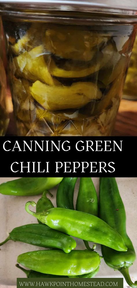 This recipe for how to can green chili peppers is a great way to preserve any kind of pepper that you have in the garden. It is an easy recipe and a great way to have your own canned peppers ready to use from the shelf any time!  My favorite pepper is the Anaheim pepper. Anaheim’s are long and light green. How To Can Green Chilies, How To Preserve Anaheim Peppers, How To Can Anaheim Peppers, Canned Anaheim Peppers, Anaheim Chili Peppers Recipes, Pickled Anaheim Peppers, Anaheim Pepper Recipes Canning, Canning Anaheim Peppers, Anehiem Peppers Recipe