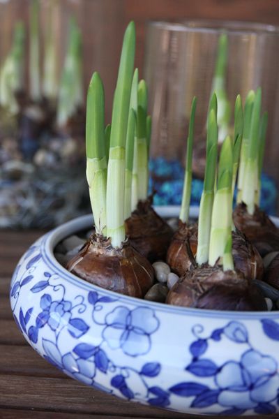 Try using your favorite shallow dish or container, like this pretty blue and white ceramic piece. Image credit: Our Best Bites Container Water Gardens, Indoor Water Garden, Growing Bulbs, Grow Vegetables, Garden Bulbs, Indoor Gardens, Funny Hats, Spring Bulbs, Growing Indoors