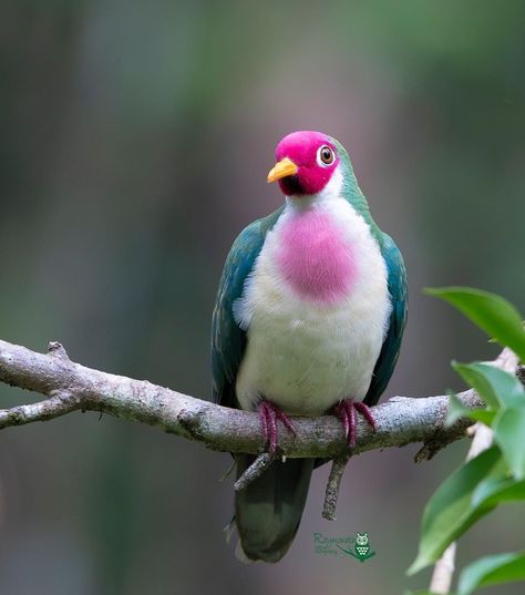 Guava Fruit Dove  Malaysia Fruit Dove, Guava Fruit, Dove Bird, West Art, Most Beautiful Birds, Nature Artwork, Rare Birds, All Birds, Tropical Birds