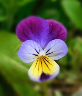 Heartsease (Viola tricolor) Viola Tricolor, Viola Flower, Healing Garden, Watercolor Tips, Pansies Flowers, Mini Succulents, Flower Cookies, Easy Plants, Birth Month Flowers