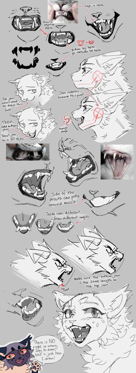 Cat Muzzle Drawings, Cat Face Anatomy Drawing, How To Draw Cat Muzzles, How To Draw Cat Teeth, Cat Muzzle Tutorial, Cat Teeth Reference, Animal Mouth Reference, Warrior Cats Face Expressions, Wolf Snout Drawing Reference