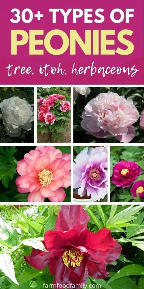 Peonies are a beautiful species of single or double flowers native to Asia, western North America, and southern Europe. Types Of Peonies, Flower Templates Printable Free, Garden Design Layout Landscaping, Tree Peonies, Peony Care, Itoh Peonies, Flower Templates Printable, Round Garden, Tree Peony