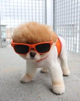 I want him. Boo The Cutest Dog, Puppies Videos, Boo Dog, Funniest Animals, World Cutest Dog, Funny Puppies, Boo The Dog, Cute Pomeranian, Animals Funny