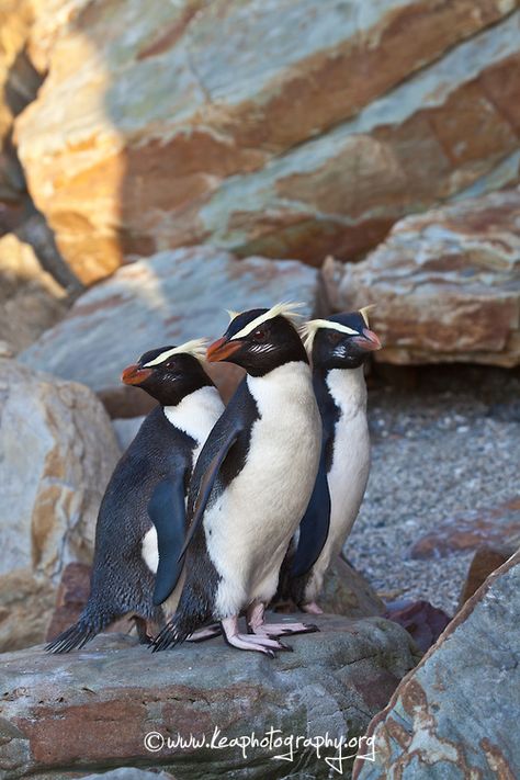 Fiordland Crested Penguin, West Coast, Westland, New Zealand New Zealand Penguins, New Zealand Animals, Galapagos Penguin, Penguin Pictures, Penguin Love, Shorebirds, Sea Birds, Ocean Creatures, Ocean Life