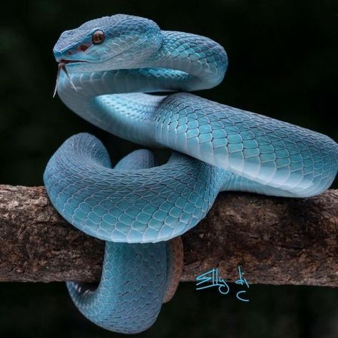 Sticking out blue snake tongue - "The tongue has no bones, but it's strong enough to break a heart ... so, be careful with the words ... and snakes!!" ~.~ Snake Tongue, Spiders And Snakes, Medusa Art, Pretty Snakes, Snake Tattoo Design, Blue Snake, Reptile Cage, Medusa Tattoo, Reptile Enclosure