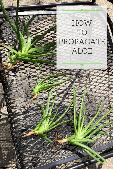 Succulents Propagating, Propagate Aloe, Propagate Aloe Vera, Aloe Plant Care, Aloe Vera Plant Indoor, Soil Recipe, Aloe Plants, Basket Plant, Plant Care Houseplant