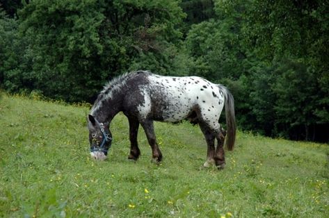 Noriker horse Noriker Horse, Horse Breeds, Animal Art, Art Reference, Cow, Horses, Animals