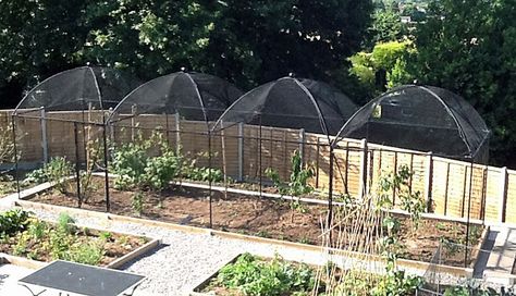 "In the cages are: Loganberries, black and red currant bushes, a jostaberry, strawberries, a mulberry bush and a cherry tree. I also put in a few odd cabbage plants that were spare!" Fruit Cages Steel Dome and Peak-Customer Gallery http://www.harrodhorticultural.com/fruit-cages-steel-dome-and-peak-pgid1688.html Milk Jugs Garden, Fruit Cages, Growing Berries, Dome Roof, Fruit Growing, Fruit Cage, Veggie Gardens, Berry Garden, Garden Fruit