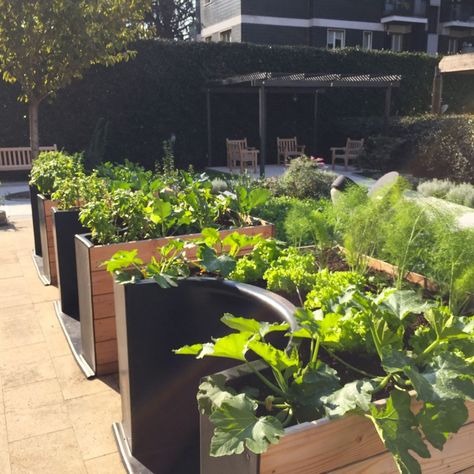 Wheelchair Garden Design, Disabled Garden Design, Accessible Garden Design, Garden For Disabled People, Wheelchair Accessible Garden, Wheelchair Accessible Garden Raised Beds, Wheelchair Accessible Home, Accessible Gardening, Accessible Garden