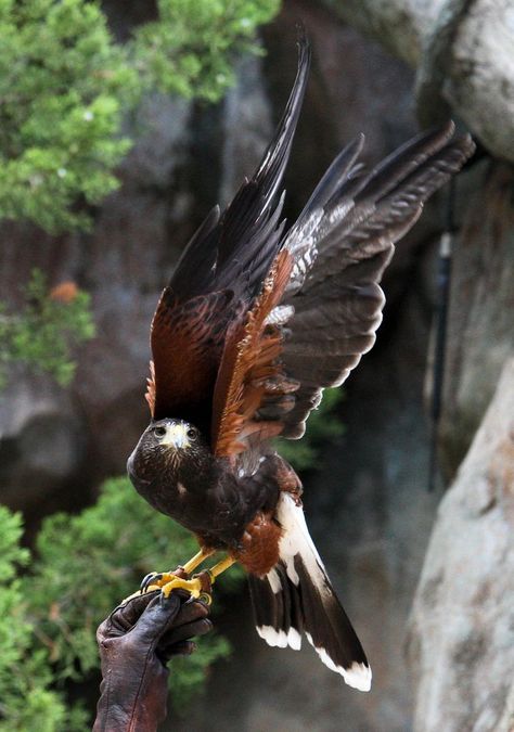 . Harris Hawk, Animal Study, Image Nature, Bird Wings, Pretty Animals, Bird Pictures, Cane Corso, Sphynx, Alam Yang Indah