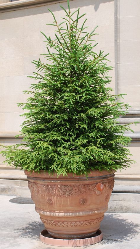 Trees For Pots, Potted Trees Patio, Potted Evergreens, Evergreen Potted Plants, Evergreen Planters, Evergreen Container, Patio Trees, Broadleaf Evergreen, Evergreen Garden