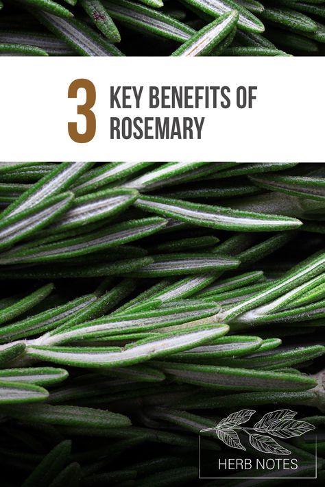 Herb Notes: The Benefits of Rosemary Rosemary Benefits, Herb Notes, Benefits Of Rosemary, How To Become Confident, Rosemary Herb, Growing Rosemary, Rosemary Plant, Musculoskeletal Pain, Plant Benefits