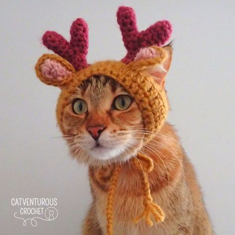 Available at Catventurous Crochet on YouTube. Catventurous Crochet: Simple and fun crochet patterns for #fashionablycatventurous kitties. @catventurous.crochet Supermeowdel: Melba @catventurepussmelba linktr.ee/catventurous.com Cat Christmas Costumes, Cat Hat Crochet, Fun Crochet Patterns, Cat Hat Pattern, Crochet Hats For Boys, Crochet Christmas Hats, Reindeer Hat, Crochet Cat Hat, Hello Kitty Crochet