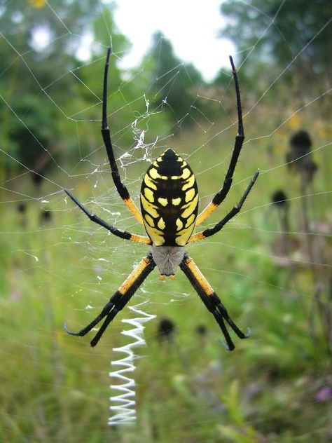 Black and Yellow Garden Spider (Argiope aurantia) Arachnids Spiders, Garden Spider, Yellow Garden, Cool Bugs, Spider Tattoo, Beautiful Bugs, Creepy Crawlies, Arthropods, Airbrush Art