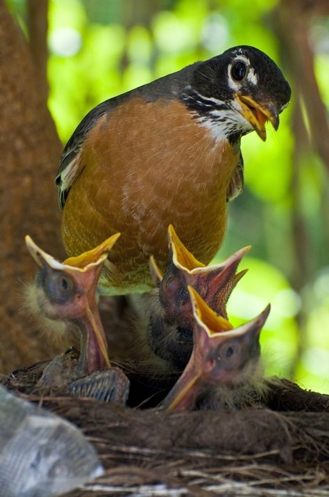 looks just like Chubby bird and her babies!!! American Robin, Baby Birds, Kinds Of Birds, Bird Watcher, Baby Bird, The Nest, Backyard Birds, All Birds, Pretty Birds