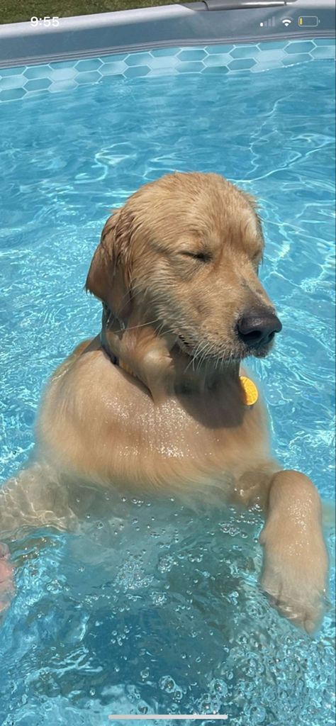 Golden Retriever Summer, Golden Retriever Boyfriend, Dog Swimming Aesthetic, Golden Retriever Swimming, Beach Golden Retriever, Swimming Pool Images, Golden Retriever Puppy On Beach, Golden Retriever Swimming Pool, Golden Retriever On Beach