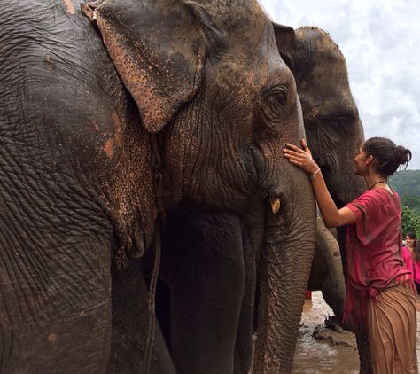 Enjoying the mud bath Happy Elephant, Mud Bath, Thailand, Elephant, Bath, Animals