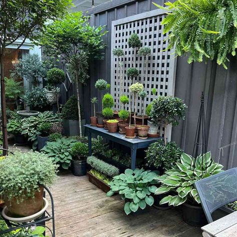 Small Container Garden Ideas, Court Yard Garden Ideas Courtyards Patio, Patio Container Gardening Ideas, Backyard Zones, City Garden Ideas, Small Backyard Garden Ideas, Tiny Courtyard Garden, Urban Yard, Courtyard Garden Ideas