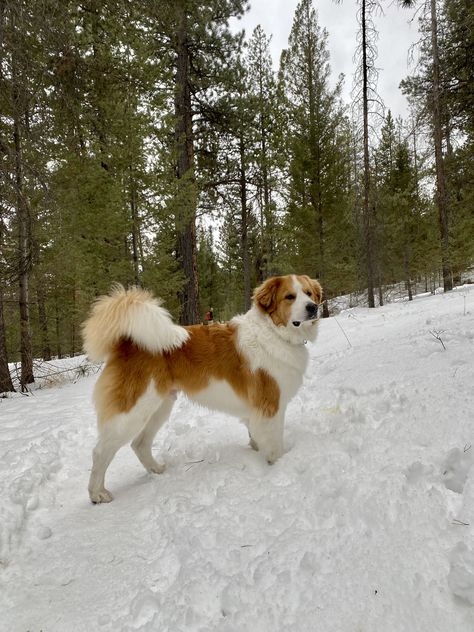 Great Bernese Bernese Mountain Dog Mix Great Pyrenees, St Bernard Australian Shepherd, Saint Bernese, Great Bernese, Burmese Mountain Dogs, Bernese Puppy, Big Dogs Breeds, Biggest Dog In The World, Biggest Dog