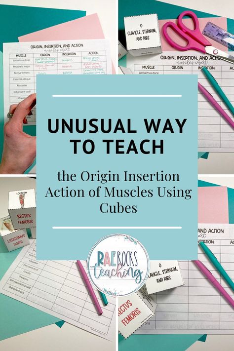 Teaching the origin insertion action of muscles doesn’t have to be stale and boring. It can be a challenging topic to learn for students, so making it more relatable is key. . . muscle origin and insertion muscle origin and insertion chart muscle origin insertion action muscles anatomy origin and insertion origin and insertion of muscles Learning Muscles Anatomy, Anatomy Origins And Insertions, Origin And Insertion Of Muscles, Muscle Origin And Insertion Chart, Muscle Origin And Insertion, Anatomy Classroom, Muscles Anatomy, Biology Activity, Medical Notes