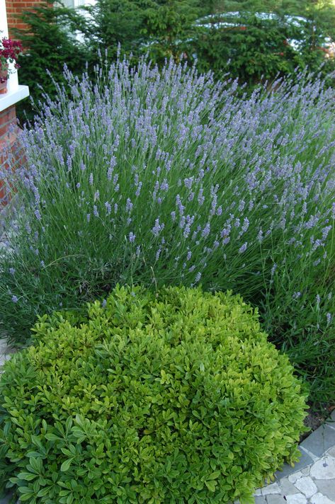 Pittosporum Tobira Nanum, White Bushes, Lavender Companion Plants, Yew Hedge, Pittosporum Tobira, Garden Ideas Uk, Contemporary Garden Design, Evergreen Garden, Front Gardens