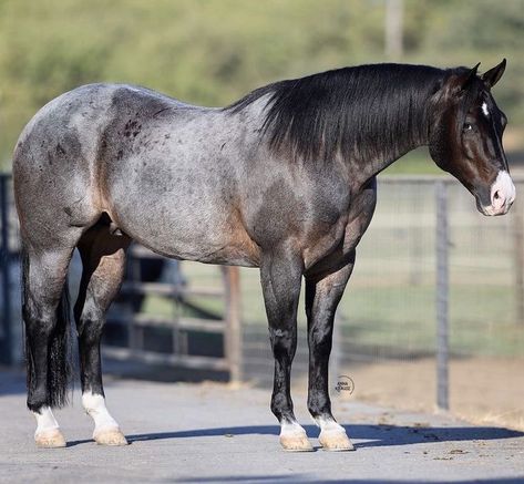 Blue Roan Horse, Aqha Horses, Horse Markings, Horse Coat Colors, Reining Horses, Barrel Racing Horses, Rodeo Horses, Horse Inspiration, American Quarter Horse