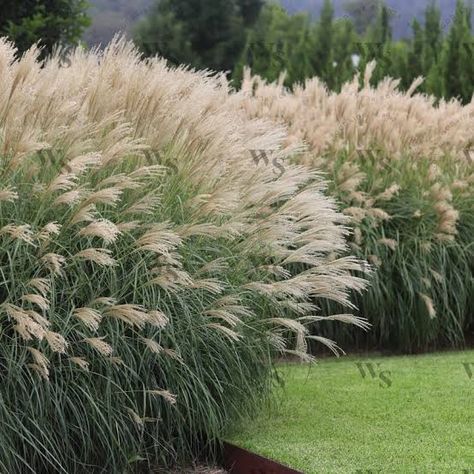 https://encrypted-tbn0.gstatic.com/images?q=tbn:ANd9GcRhN578V5Wpg72xX1murVZOw3KBQ3i-aIBWqg&usqp=CAU Miscanthus Sinensis, Lawn Alternatives, Fountain Grass, Plants Are Friends, Wall Garden, Soil Improvement, Hardy Perennials, Grass Seed, Beach Gardens