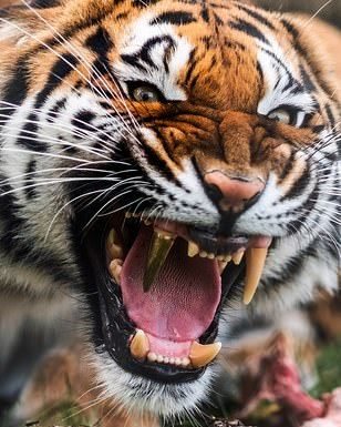 Gold Tooth, Tiger Tooth, Tattoo Animal, Tiger Pictures, Animal Print Wallpaper, Wild Creatures, Bengal Tiger, Tiger Tattoo, Animal Wallpaper