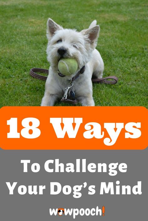 Brain Games 4 Dogs by Vi Dog Behavior Training, Dog Minding, Dog Enrichment, House Training Dogs, Dog Games, Dog Brain, Best Dog Training, Smart Dog, Dog Obedience