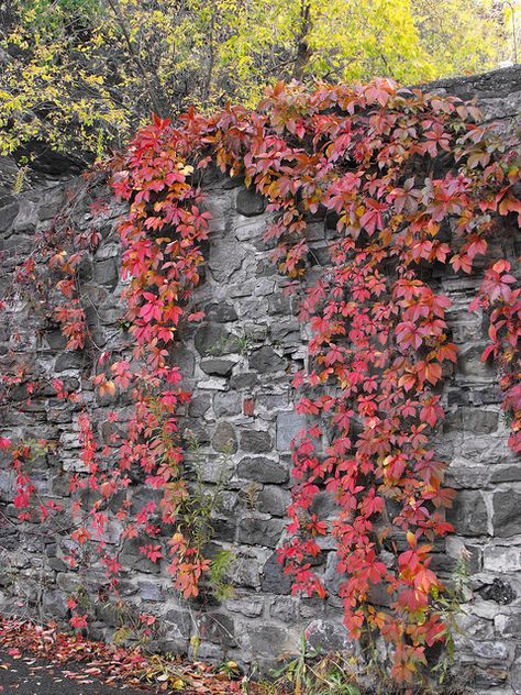 Ivy on a stone wall in Fall by pegase1972, via Flickr Prayer Box, Quebec City, Stone Wall, Beautiful Photography, Secret Garden, Ivy, Vines, Architecture Design, Mood Board