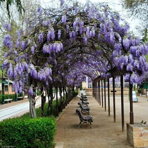 Wisteria Tunnel, Wisteria Sinensis, Sustainable Homestead, Wisteria Tree, Perspective Drawing Architecture, Courtyard Gardens Design, Courtyard Garden, Farm Gardens, Japanese Garden