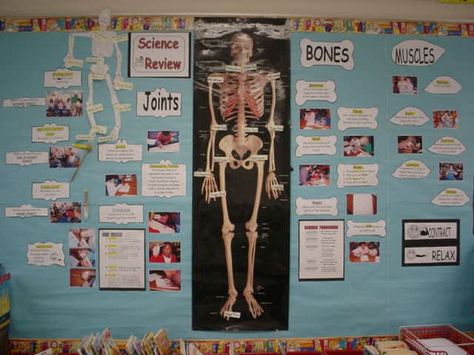 Human Body Bulletin Board My Body Bulletin Board Ideas, Human Body Bulletin Board, Health Science Bulletin Board Ideas, Physical Science Bulletin Boards, Body Image Bulletin Board, Human Body System Board Game, Simple Machines Activities, Science Bulletin Boards, High School History