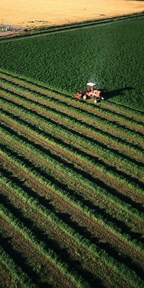 Cash Crop, Future Farms, Farm Business, Life On The Farm, Agriculture Tractor, Cattle Farming, Old Tractors, Farms Living, John Deere Tractors