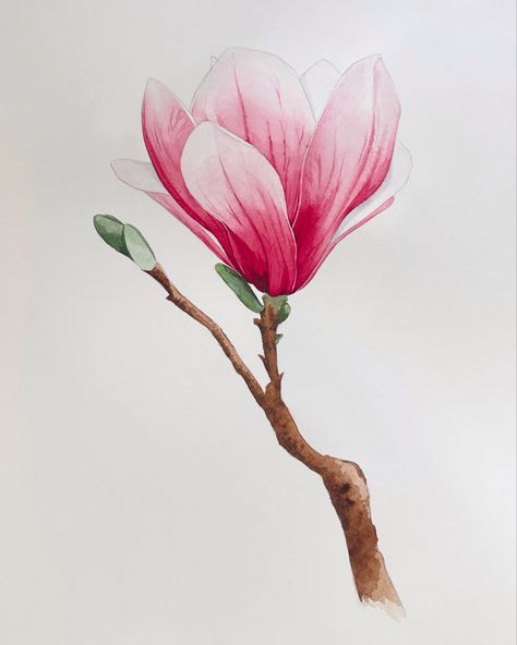 Magnolia Botanical Illustration, Magnolia Flower Watercolor, Watercolour Magnolia, Magnolia Watercolor Painting, Magnolia Illustration, Magnolia Paint Colors, Magnolia Painting, Pink Floral Art, Magnolia Watercolor