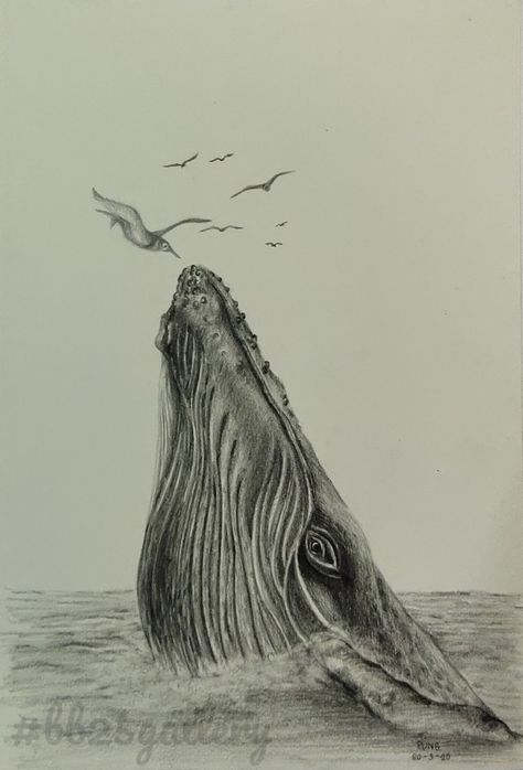 Original drawing. Pencil drawing on paper,21×30 cm. Drawings Of Animals, Whale Drawing, Ocean Drawing, Pencil Drawings Of Animals, Drawing Pencil, Humpback Whale, A Drawing, Pencil Drawings, Pencil