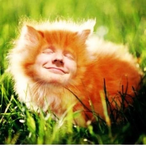 Ed - Kitty <3 Ed Sheeran Cat, I See Fire, Kind Person, Beautiful Songs, Ed Sheeran, In A Heartbeat, A Cat, Favorite Tv Shows, Fox